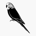 Budgerigar bird silhouette vector illustration on white background Royalty Free Stock Photo