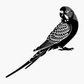 Budgerigar bird silhouette vector illustration on white background Royalty Free Stock Photo