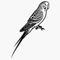 Budgerigar bird silhouette vector illustration on white background Royalty Free Stock Photo