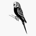 Budgerigar bird silhouette vector illustration on white background Royalty Free Stock Photo