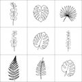 A grid of nine botanical line drawings showing eucalyptus monstera palm and fern leaves on white Royalty Free Stock Photo