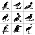 Collection of nine different black and white bird illustrations perched on branches in a grid format Royalty Free Stock Photo