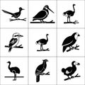 A collection of nine black and white bird illustrations perched on branches in a grid format Royalty Free Stock Photo