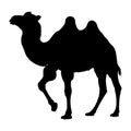 Silhouette of a two humped camel animal Royalty Free Stock Photo