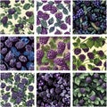 Dark Berry Harvest: Hand-Drawn Brambleberry & Leaf Seamless Repeat Background Collection Royalty Free Stock Photo