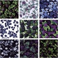 Elegant Dark Floral Wallpaper. Watercolor Blackberry Vine Seamless Repeat Vector Set Royalty Free Stock Photo