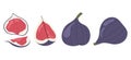 Set whole and halved fig illustration. Juicy fruit on white background. Mediterranean food Royalty Free Stock Photo