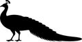 Elegant peacock bird Silhouette vector illustration with long decorative tail Royalty Free Stock Photo