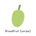 Breadfruit Flat Cartoon Vector Illustration Isolated on White Background Royalty Free Stock Photo