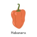 Habanero Pepper Flat Cartoon Vector Illustration Isolated on White Background Royalty Free Stock Photo
