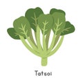 Tatsoi or Tat choy Flat Vector Illustration Cartoon Clipart. Spinach Mustard, Spoon Mustard, Rosette Bok Choy, Broadbeak Mustard Royalty Free Stock Photo