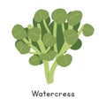 Watercress Vector Illustration Cartoon Clipart, Vegetable in Flat Style. Also called Stream Cress, Bank Cress, Cresson Royalty Free Stock Photo