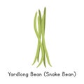 Yardlong Bean or Snake Bean Vector Illustration Cartoon Clipart, Vegetable in Flat Style. Also called Chinese Long Bean, Pea Bean Royalty Free Stock Photo