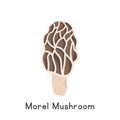 Morel Mushroom or Morchella or True Morel Flat Vector Illustration, Cartoon Clipart. Common Morel, Dry Land Fish, Molly Moocher Royalty Free Stock Photo