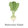 Watermelon Radish Vector Illustration, Cartoon Clipart in Flat Style. Also called Shinrimei, Red Meat, Rose Heart, or Misato Royalty Free Stock Photo