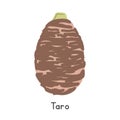 Taro or Colocasia esculenta Vector Illustration, Cartoon Clipart in Flat Style. Cocoyam, Dasheen, Eddo, or Potato of the tropics Royalty Free Stock Photo
