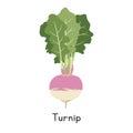 Turnip Vector Illustration. White Turnip Cartoon Clipart, Vegetable in Flat Style. Also called Rutabaga, Swede, Neep Royalty Free Stock Photo