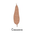 Cassava or Manihot esculenta Vector Illustration, Cartoon Clipart, Vegetable in Flat Style. Manioc, Yuca, Mandioca, or Manihot Royalty Free Stock Photo