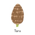 Taro Vector Illustration, Cartoon Clipart, Vegetable in Flat Style. Also called Dasheen, Eddoe, Cocoyam, or Colocasia esculenta Royalty Free Stock Photo