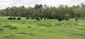 Web banner of Angus herd in springtime pasture Royalty Free Stock Photo