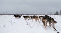 Cross-country dog competitions. Sled dogs pulling sledges rear view. Team of Alaska huskies strong and hardy trains in winter in Royalty Free Stock Photo