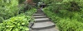 Web banner of footpath steps leads to the canopy Royalty Free Stock Photo