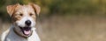 Web banner of a happy smiling pet dog puppy Royalty Free Stock Photo