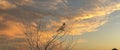 Web banner of a Kestrel bird of prey land with wings spread in the top of a tree. Against a dramatically colored sky Royalty Free Stock Photo