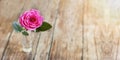 Pink rose banner of life coaching concept Royalty Free Stock Photo