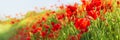 Web banner 3:1. Red poppy flowers field on hill. Spring background