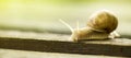 Slow snail banner with copy space