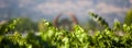 Web banner for vineyard