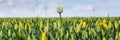 Web banner with yellow tulips fields during springtime in the N