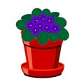 Blooming African Violet flower in the pot Royalty Free Stock Photo