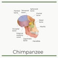 Web champanzee skulls anatomic illustration.education and science