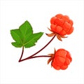 Cloudberry with leaf isolated on a white background. Royalty Free Stock Photo