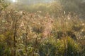 Web or cobweb with dew drops in the early dawn Royalty Free Stock Photo