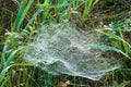 web, cobweb, spiderweb, net, tissue, spider's web