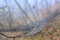 Web cobweb spiderweb net tissue spider`s web. Web in the autumn forest. Water droplets on the spider`s web.