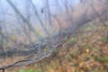 Web cobweb spiderweb net tissue spider`s web. Web in the autumn forest. Water droplets on the spider`s web. Royalty Free Stock Photo
