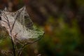 web, cobweb, spiderweb, net, tissue, spider's web