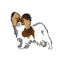 Papillon the dog. Simple vector illustration