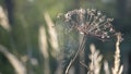 Web with dew drops on a blade of grass on a Fog background Royalty Free Stock Photo