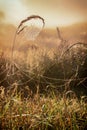 Web with dew drops on a blade of grass on a Fog background Royalty Free Stock Photo