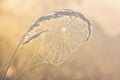 Web with dew drops on a blade of grass on a Fog background Royalty Free Stock Photo