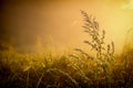 Web with dew drops on a blade of grass on a Fog background Royalty Free Stock Photo