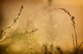 Web with dew drops on a blade of grass on a Fog background Royalty Free Stock Photo