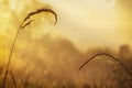 Web with dew drops on a blade of grass on a Fog background Royalty Free Stock Photo