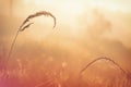 Web with dew drops on a blade of grass on a Fog background Royalty Free Stock Photo