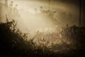 Web with dew drops on a blade of grass on a Fog background Royalty Free Stock Photo